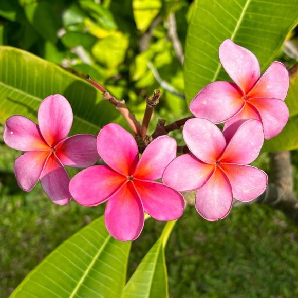 Meet your Posher, Colette - Picture 3 of 7